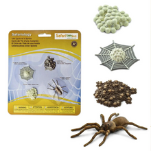 Load image into Gallery viewer, Life Cycle Of A Spider