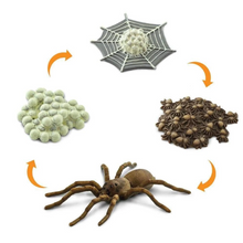 Load image into Gallery viewer, Life Cycle Of A Spider