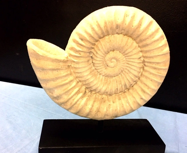 Nautilus Shell