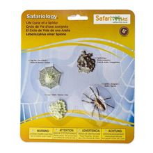 Load image into Gallery viewer, Life Cycle Of A Spider
