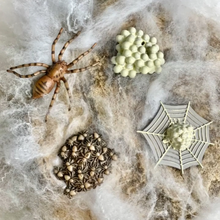 Load image into Gallery viewer, Life Cycle Of A Spider
