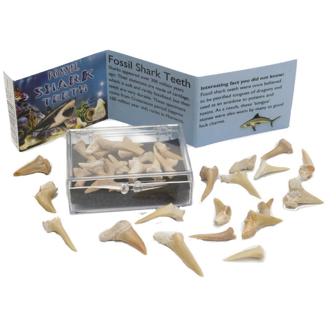 Fossil Shark Teeth in Box