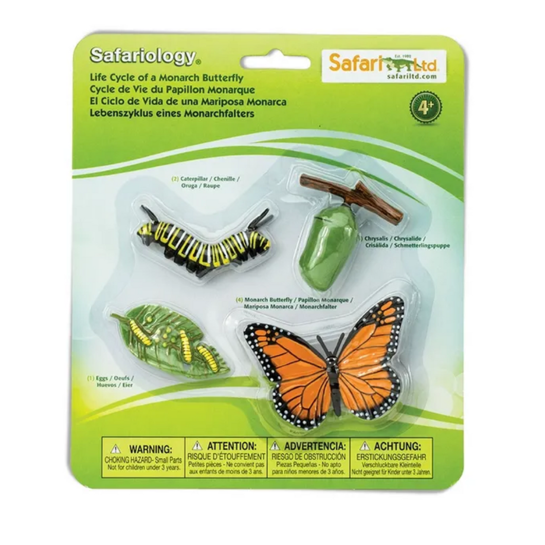 Life Cycle Of A Butterfly - SAFARI