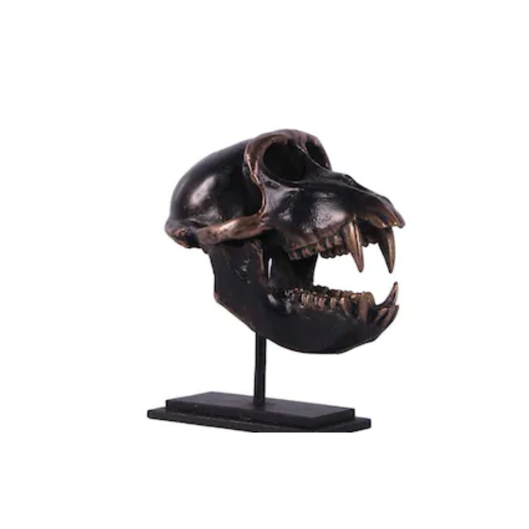 Macaque Skull